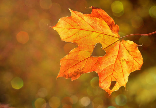 Comment fonctionne la GRATITUDE.